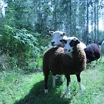 Alpehytte Tervalepikon Torpat *