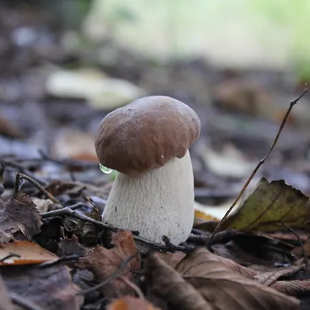 Tervalepikon Torpat Chalet Sysma