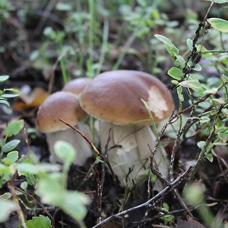 شاليه Tervalepikon Torpat