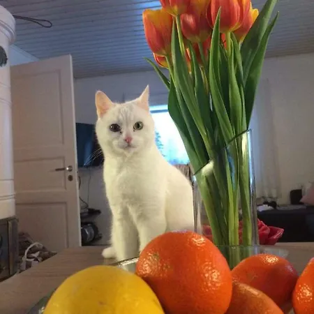 Lomamökit Tervalepikon Torpat