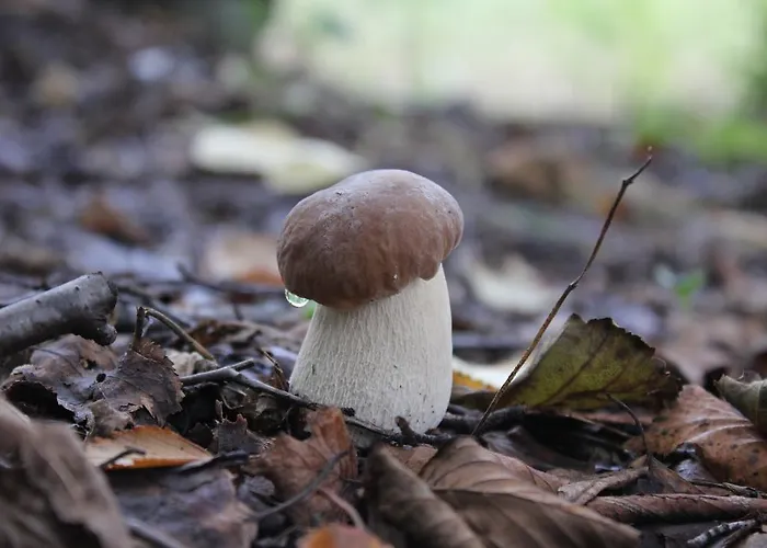 Tervalepikon Torpat شاليه Sysmä