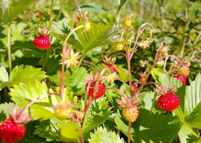 特拉勒托尔帕度假屋 *