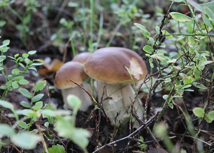 בקתה Tervalepikon Torpat