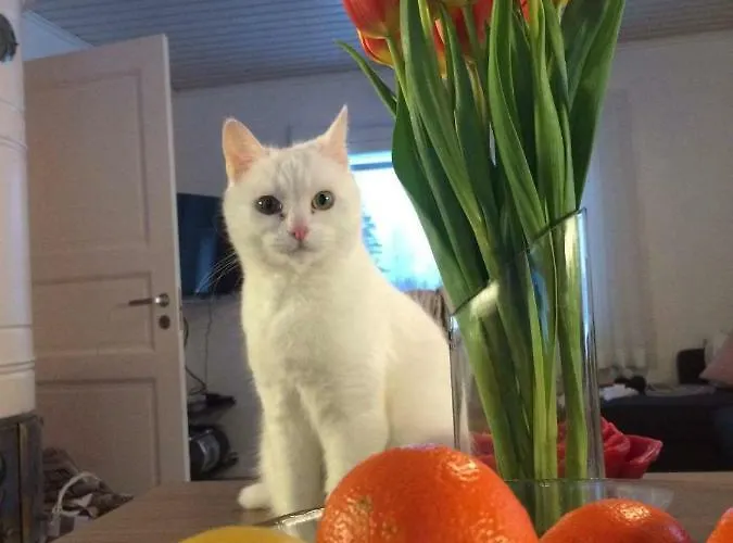 شاليه Tervalepikon Torpat