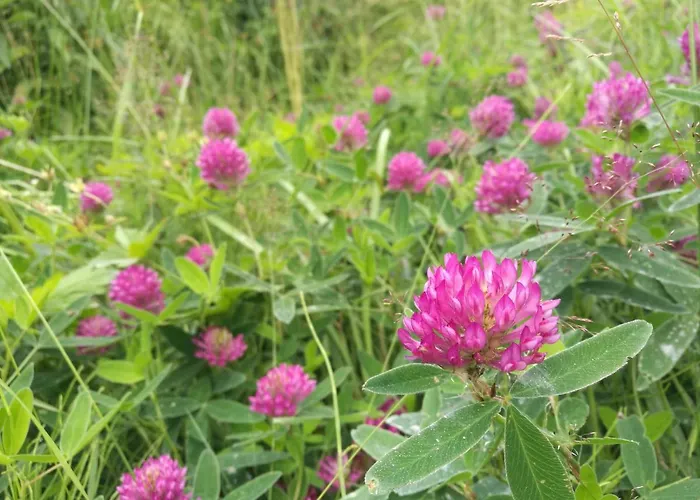 Tervalepikon Torpat *