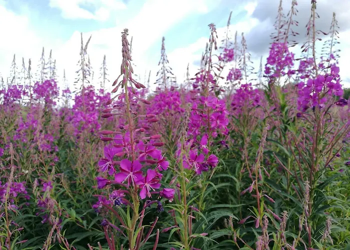 Tervalepikon Torpat Sysmä