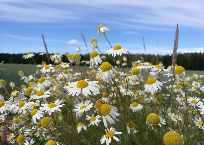 شاليه Tervalepikon Torpat